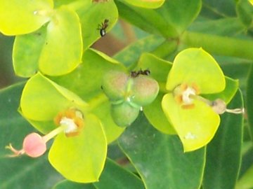 Una Euphorbia - Euphorbia dendroides